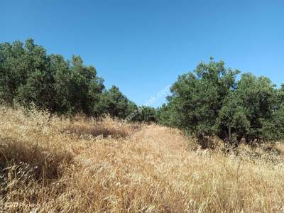 Tekirdağ Şarköy Hoşköy Mahallesi Satılık Zeytinlik 3