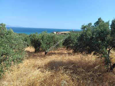 Tekirdağ Şarköy Hoşköy Mahallesi Satılık Zeytinlik 6