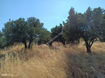 Tekirdağ Şarköy Hoşköy Mahallesi Satılık Zeytinlik 2