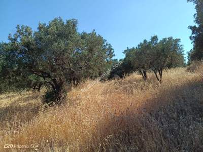 Tekirdağ Şarköy Hoşköy Mahallesi Satılık Zeytinlik 8