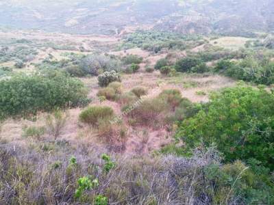 Tekirdağ Şarköy Hoşköy Satılık Deniz Manzaralı Tarla 8