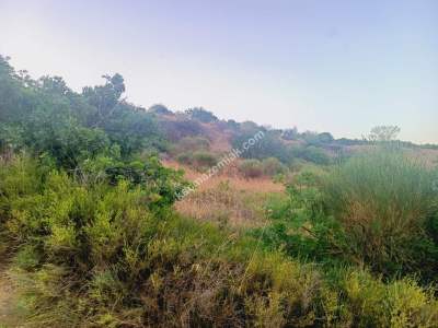 Tekirdağ Şarköy Hoşköy Satılık Deniz Manzaralı Tarla 2