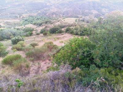 Tekirdağ Şarköy Hoşköy Satılık Deniz Manzaralı Tarla 7