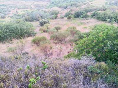 Tekirdağ Şarköy Hoşköy Satılık Deniz Manzaralı Tarla 4