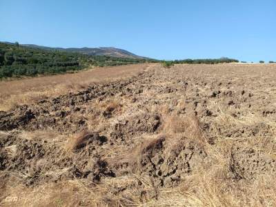 Tekirdağ Şarköy İğdebağları Mahallesi Satılık Tarla 4