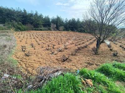 Tekirdağ Şarköy İğdebağları Mahallesi Satılık Tarla 7