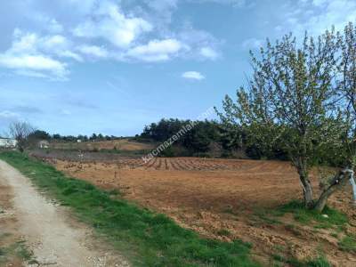 Tekirdağ Şarköy İğdebağları Mahallesi Satılık Tarla 2