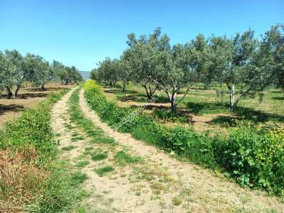 Tekirdağ Şarköy İğdebağları Mahallesi Satılık Zeytinlik 3