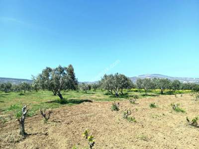 Tekirdağ Şarköy İğdebağları Mahallesi Satılık Zeytinlik 8