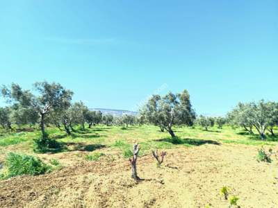 Tekirdağ Şarköy İğdebağları Mahallesi Satılık Zeytinlik 9