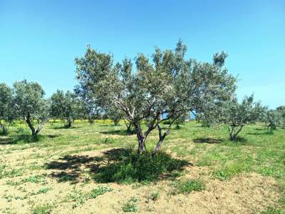 Tekirdağ Şarköy İğdebağları Mahallesi Satılık Zeytinlik 4