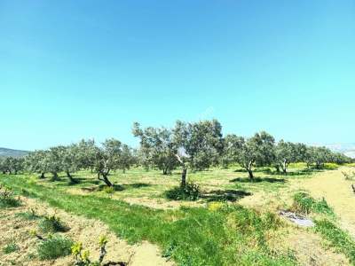 Tekirdağ Şarköy İğdebağları Mahallesi Satılık Zeytinlik 12