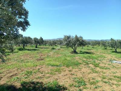 Tekirdağ Şarköy İğdebağları Mahallesi Satılık Zeytinlik 10