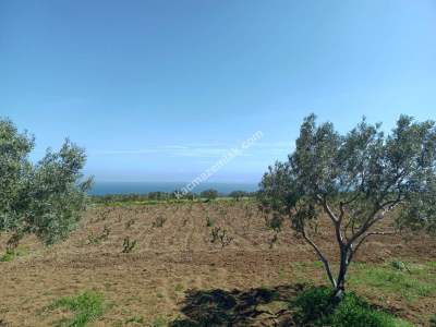 Tekirdağ Şarköy İğdebağları Mahallesi Satılık Zeytinlik 6