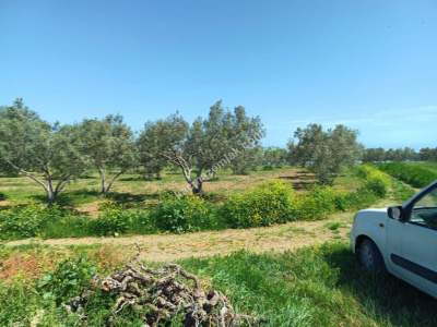Tekirdağ Şarköy İğdebağları Mahallesi Satılık Zeytinlik 2