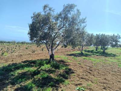 Tekirdağ Şarköy İğdebağları Mahallesi Satılık Zeytinlik 5