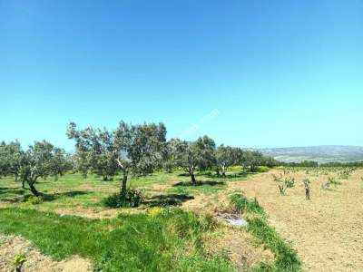 Tekirdağ Şarköy İğdebağları Mahallesi Satılık Zeytinlik 11
