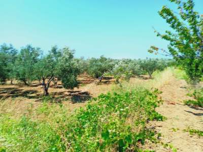 Tekirdağ Şarköy İğdebağları Mahallesi Satılık Zeytinlik 3