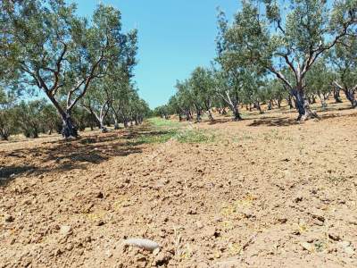 Tekirdağ Şarköy İğdebağları Mahallesi Satılık Zeytinlik 8