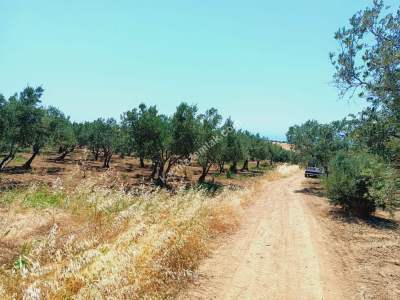 Tekirdağ Şarköy İğdebağları Mahallesi Satılık Zeytinlik 5