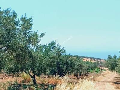 Tekirdağ Şarköy İğdebağları Mahallesi Satılık Zeytinlik 1