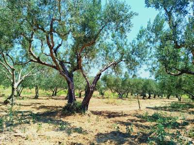 Tekirdağ Şarköy İğdebağları Mahallesi Satılık Zeytinlik 2