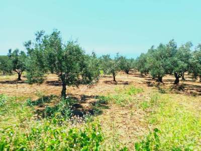Tekirdağ Şarköy İğdebağları Mahallesi Satılık Zeytinlik 4