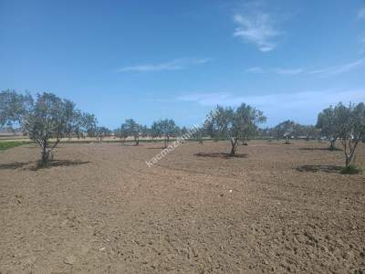 Tekirdağ Şarköy İstiklal Mahallesi Satılık İmara Yakın 6