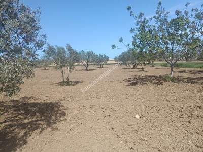 Tekirdağ Şarköy İstiklal Mahallesi Satılık İmara Yakın 5