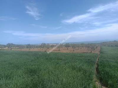 Tekirdağ Şarköy İstiklal Mahallesi Satılık İmara Yakın 4