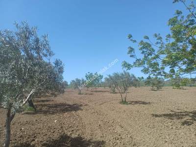 Tekirdağ Şarköy İstiklal Mahallesi Satılık İmara Yakın 8