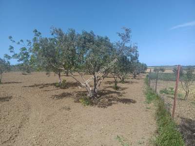 Tekirdağ Şarköy İstiklal Mahallesi Satılık İmara Yakın 9