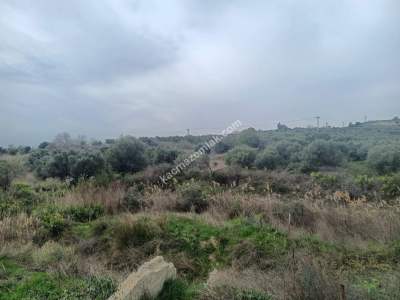 Tekirdağ Şarköy Kirazlı Hoşköy Hududu Satılık Tarla 7