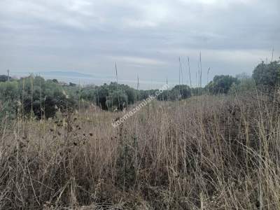 Tekirdağ Şarköy Kirazlı Hoşköy Hududu Satılık Tarla 3