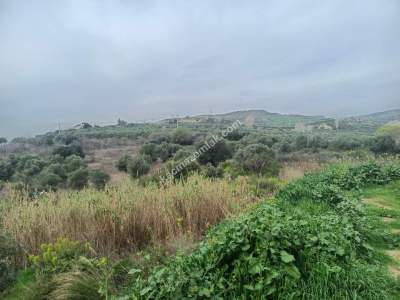 Tekirdağ Şarköy Kirazlı Hoşköy Hududu Satılık Tarla 8