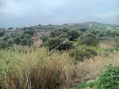 Tekirdağ Şarköy Kirazlı Hoşköy Hududu Satılık Tarla 9