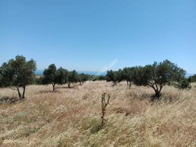 Tekirdağ Şarköy Kızılcaterzi Mahallesi Satılık Tarla 2