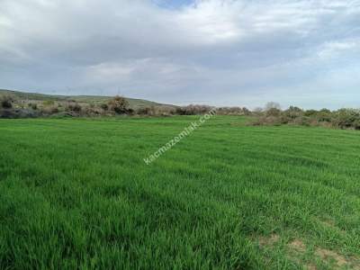 Tekirdağ Şarköy Kızzılcaterzi Mahallesi Satılık Tarla 10