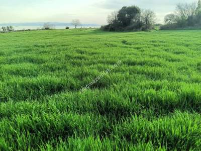 Tekirdağ Şarköy Kızzılcaterzi Mahallesi Satılık Tarla 4