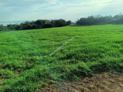 Tekirdağ Şarköy Kızılcaterzi Mahallesi Satılık Tarla 5