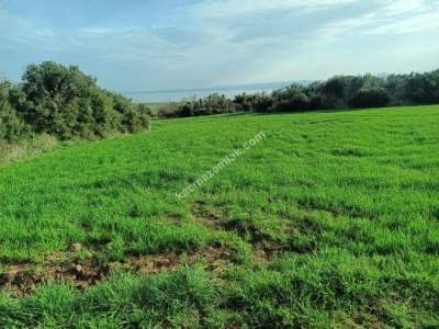 Tekirdağ Şarköy Kızılcaterzi Mahallesi Satılık Tarla 4
