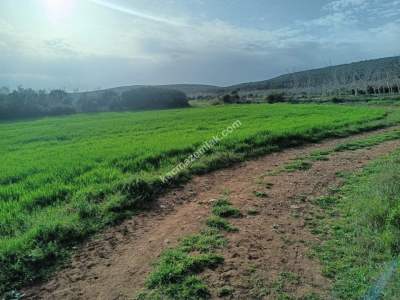 Tekirdağ Şarköy Kızılcaterzi Mahallesi Satılık Tarla 1