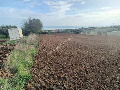 Tekirdağ Şarköy Kızılcaterzi Mahallesi Satılık Tarla 5
