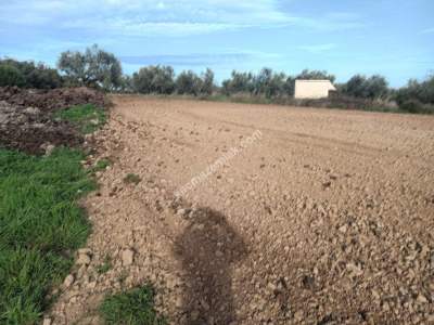 Tekirdağ Şarköy Kızılcaterzi Mahallesi Satılık Tarla 2