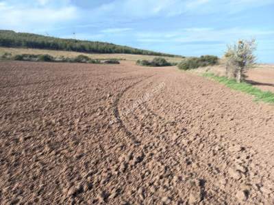 Tekirdağ Şarköy Kızılcaterzi Mahallesi Satılık Tarla 5