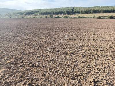 Tekirdağ Şarköy Kızılcaterzi Mahallesi Satılık Tarla 6