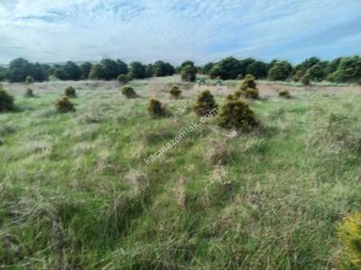 Tekirdağ Şarköy Kocaali Mahallesi Satılık Tarla 4