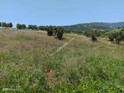 Tekirdağ Şarköy Mursallı Mahallesinde Satılık Tarla 11