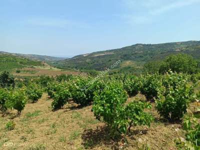 Tekirdağ Şarköy Mursallı Mahallesinde Satılık Tarla 3
