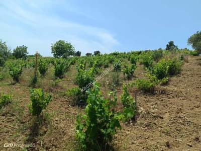 Tekirdağ Şarköy Mursallı Mahallesinde Satılık Tarla 5